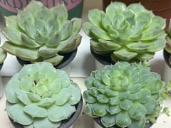 一不小心又过了好多周