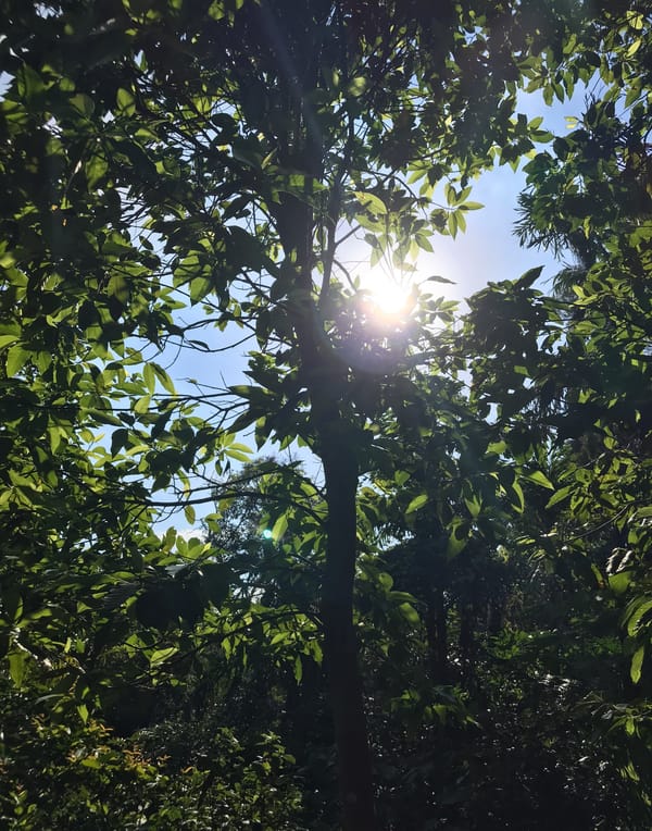 照片