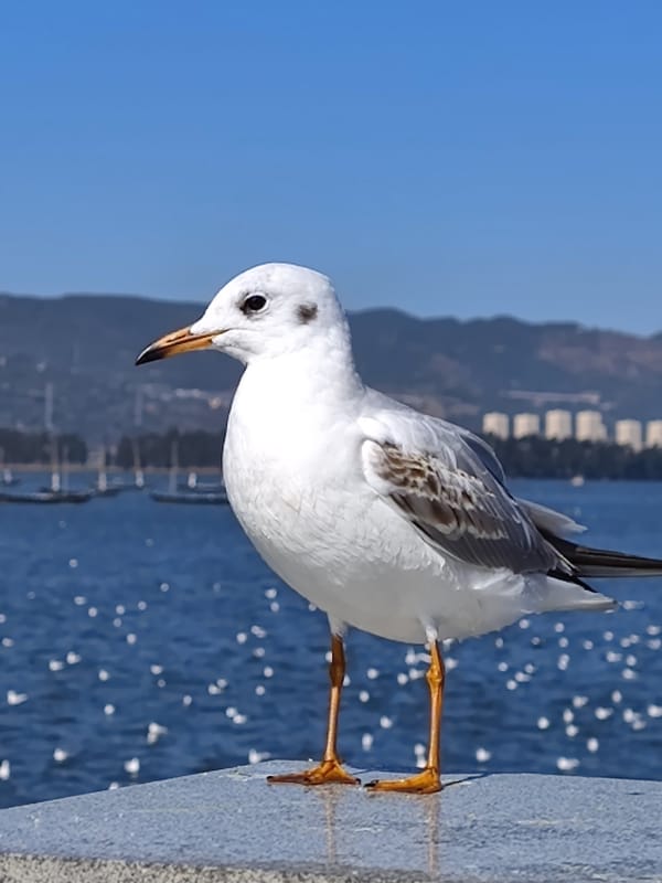 照片