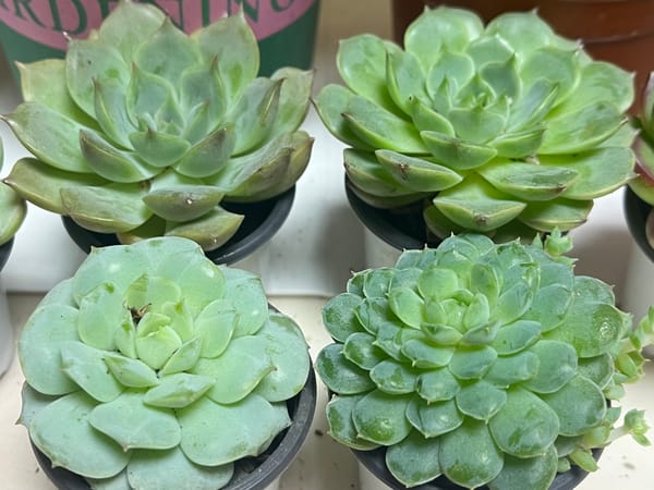 照片